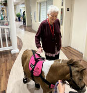 Bailey the therapy horse at memory care community Aravilla Clearwater